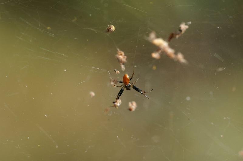 Nephila_edulis_D3547_Z_75_Mt Florence station_Australie.jpg